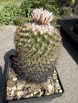 Gymnocactus ysabelae